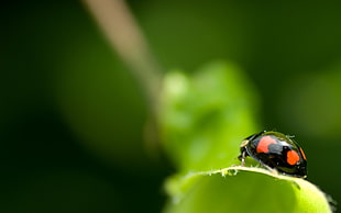 black and orange ladybug on green leaf plant