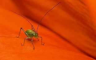 green Camelback Cricket on orange surface in closeup photography