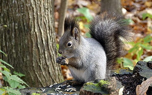 gray squirrel beside tree