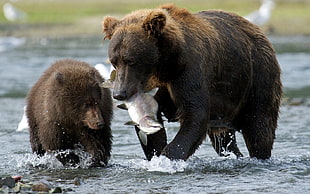 grizzly bear and cub, bears, animals, fish, river