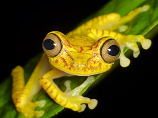 closeup photography of yellow frog on green leaf plant, tree frog, chachi