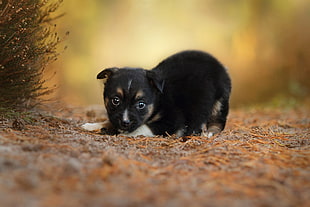 short-coated black and tan puppy