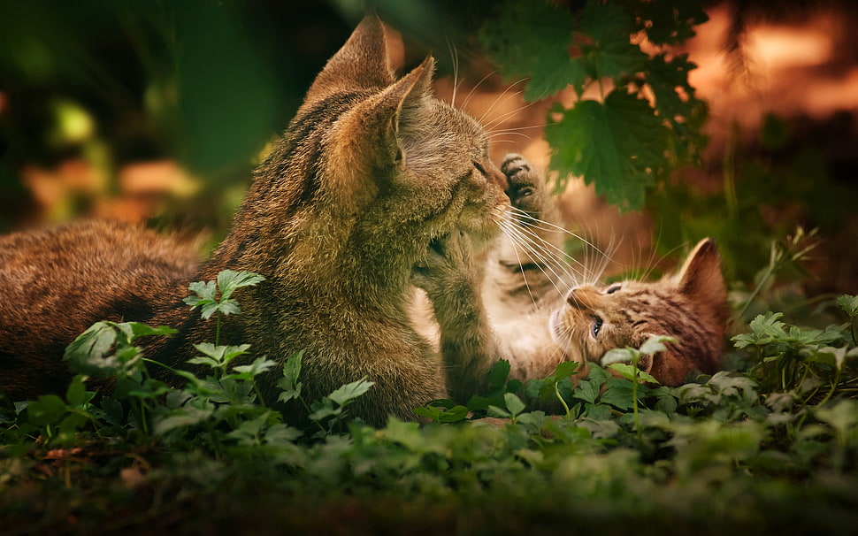 brown tabby cat, cat, kittens, animals HD wallpaper