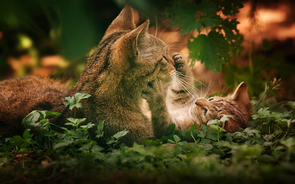brown tabby cat, cat, kittens, animals HD wallpaper