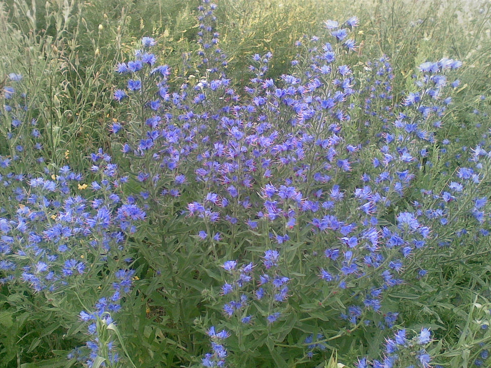 photo of lavender flowers HD wallpaper