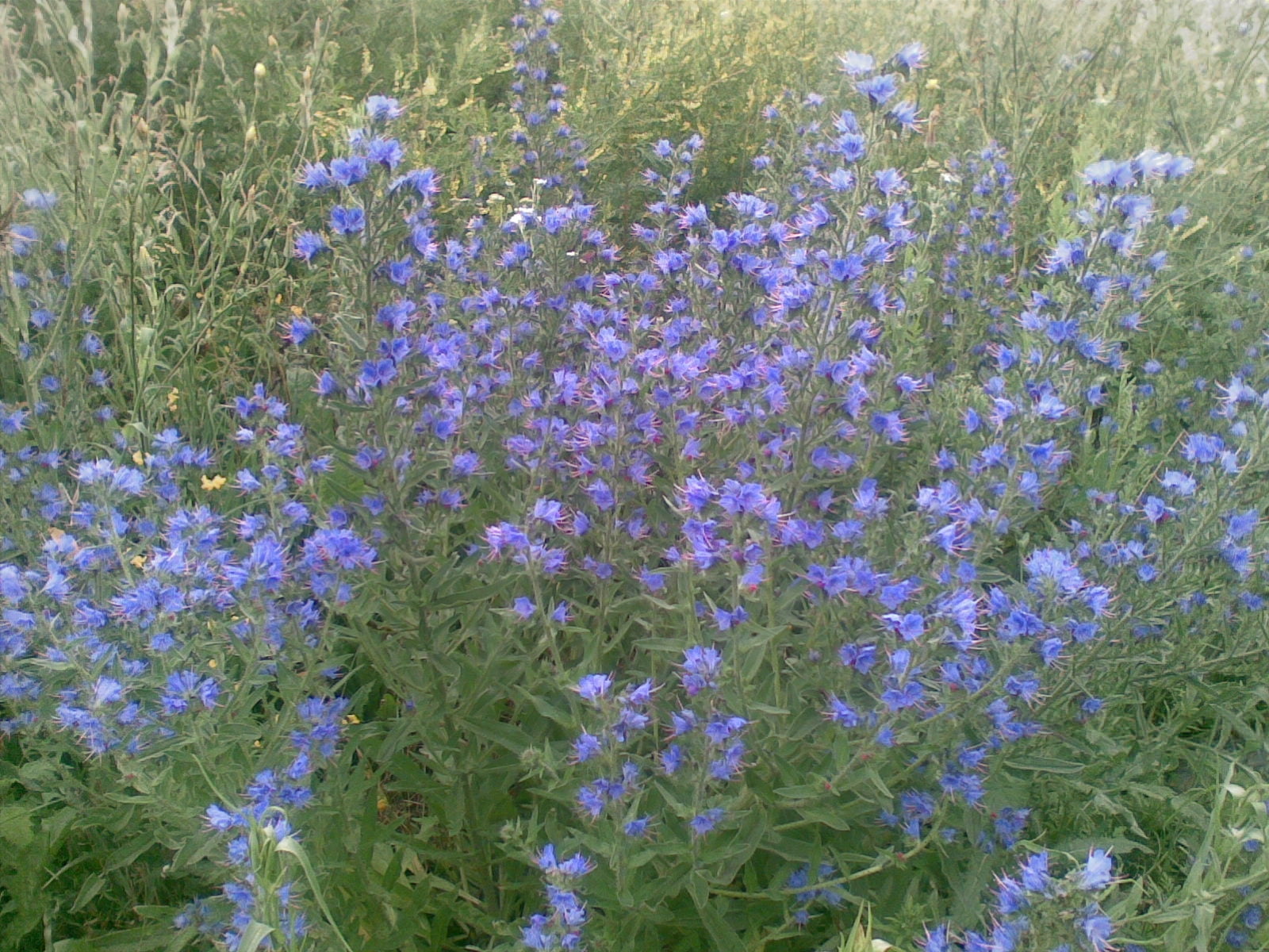 photo of lavender flowers