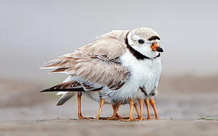 closeup photography of Piping Plover and chicks