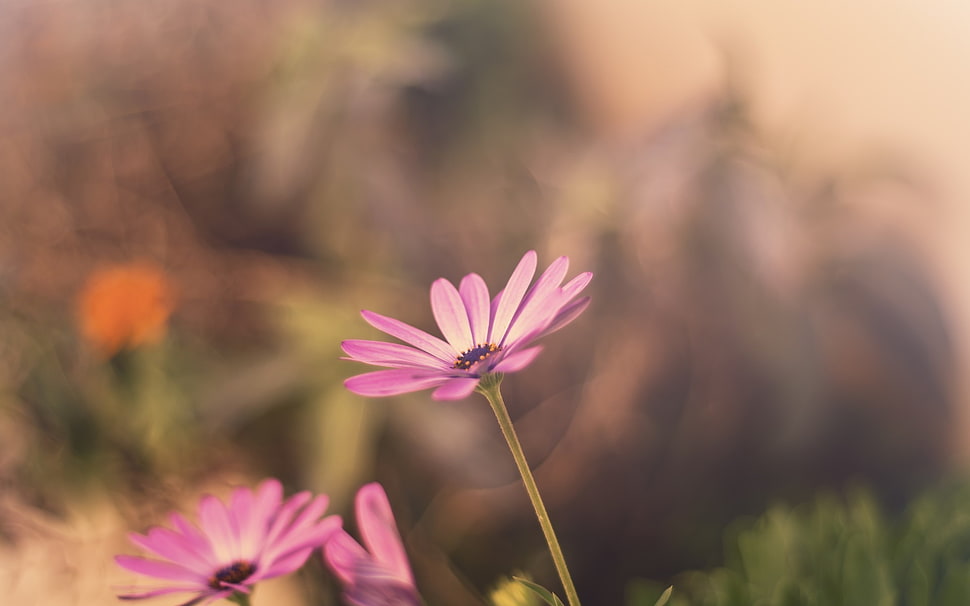 purple flower, macro, nature, flowers, pink HD wallpaper
