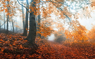 black and brown wooden table, mist, fall, path, trees