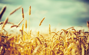 bunch of wheat, nature, photography, wheat, crops HD wallpaper