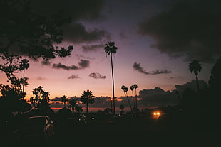palm trees, landscape, photography, palm trees, car HD wallpaper