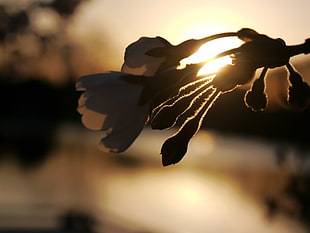 silhouette of a cluster flower against the sun HD wallpaper