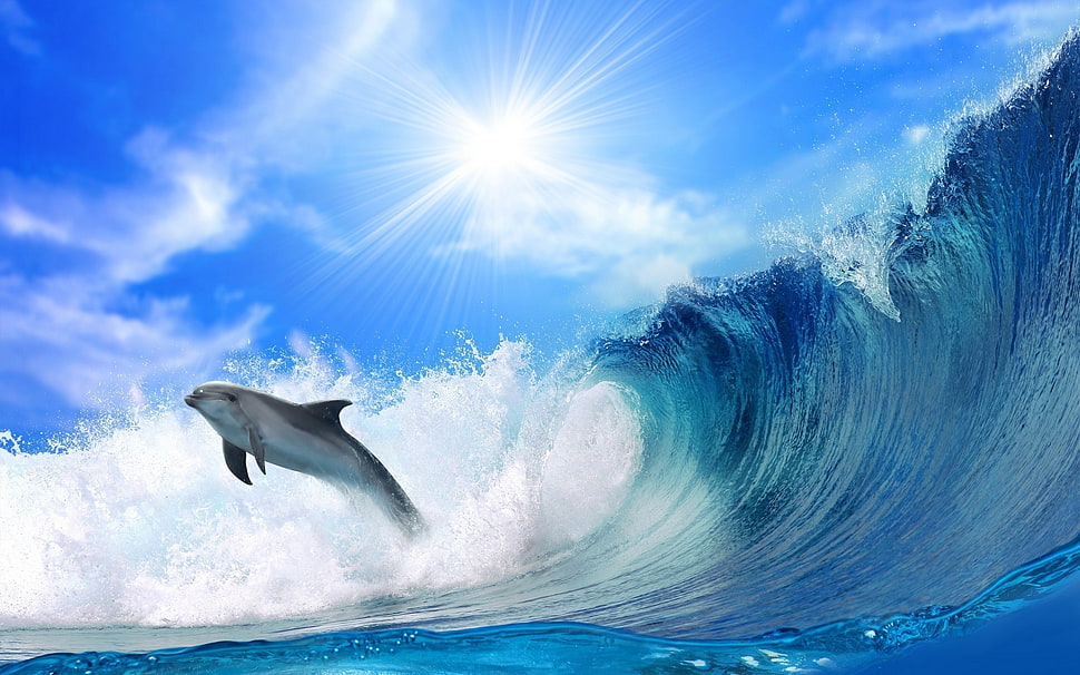 shark with big wave under blue sky HD wallpaper