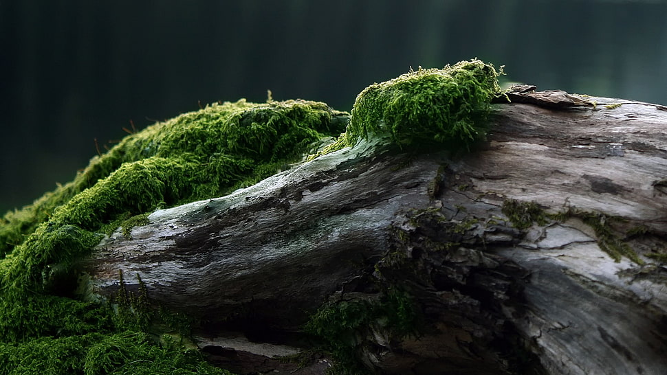 rock formation digital wallpaper, nature, moss, wood, plants HD wallpaper