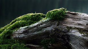 rock formation digital wallpaper, nature, moss, wood, plants