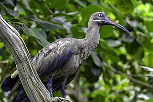 grey and black ibis