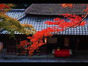 red flower tree, Japan, house, building