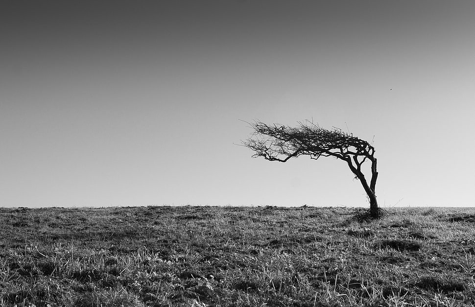 grayscale photo of tree, monochrome, trees, landscape, nature HD wallpaper