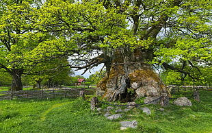 green leaf tree during daytime