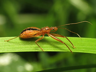 brown insect on green leaf, assassin bug