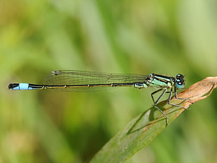 green and black dragonfly standing on green lead