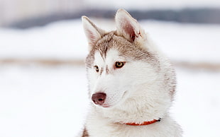 white and brown tabby cat, animals, Siberian Husky , dog