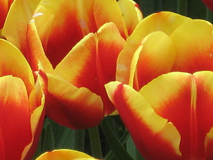 orange petal flower painting, tulips HD wallpaper