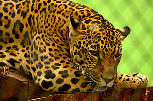 leopard, Jaguar, Predator, Lying