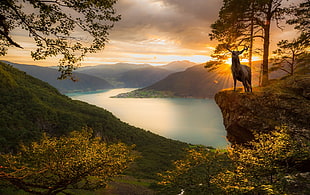 lake and mountain, deer, sunset, fjord, mountains