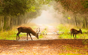 male deer, deer, road, baby, trees