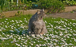 gray long coated cat sitting on green grass and white flowers