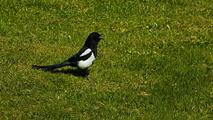 white and black bird on green grass during daytime