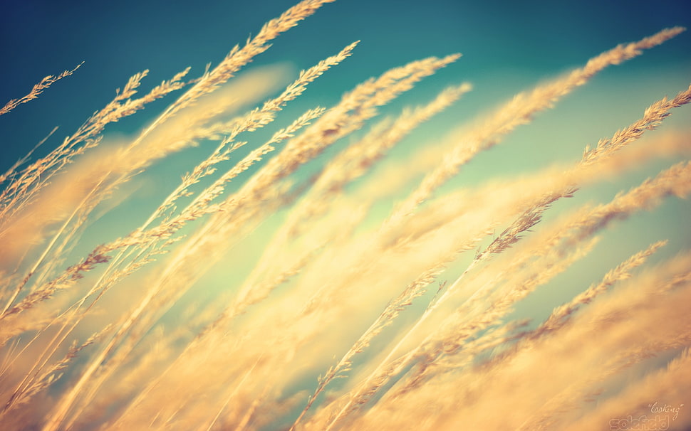 selective focus photography of wheat HD wallpaper