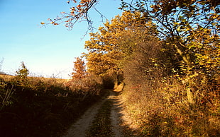 pathway between yellow bushes