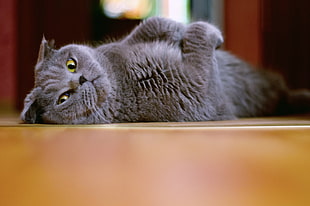 gray cat lying on floor HD wallpaper