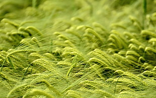 macro photography of green grass