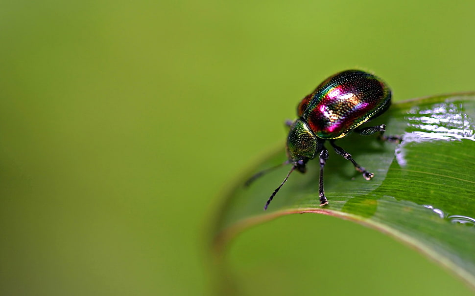 green and purple jeweled beetle HD wallpaper