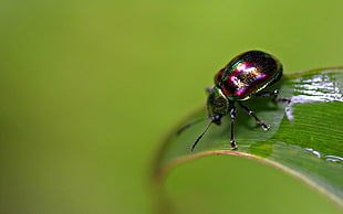 green and purple jeweled beetle
