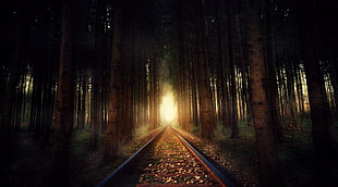 railroad inside forest illustration, dark, railway, sunlight, forest HD wallpaper