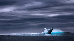 blue humpback whale on body of water under gray skies