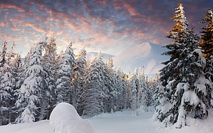 snow covered pine tree, landscape, nature, snow