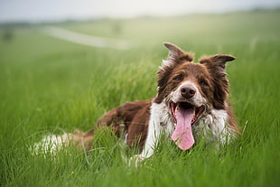 selective photography of brown and white dog laying on grass field