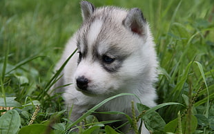 white and gray Siberian Husky puppy