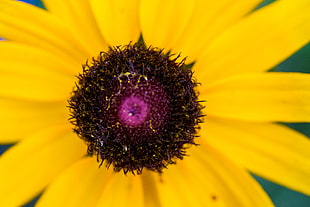 close up photo of flower polen