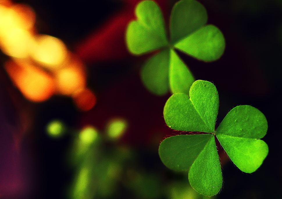 Lucky clover leaf HD wallpaper