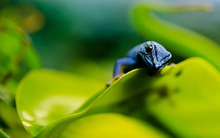 blue lizard on green leaf