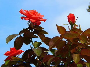low angle photography of red rose