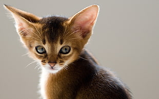 selective focus photography of short-fur brown kitten digital wallpaper