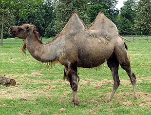 photo of brown camel