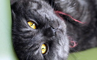 closeup photo of black and gray cat
